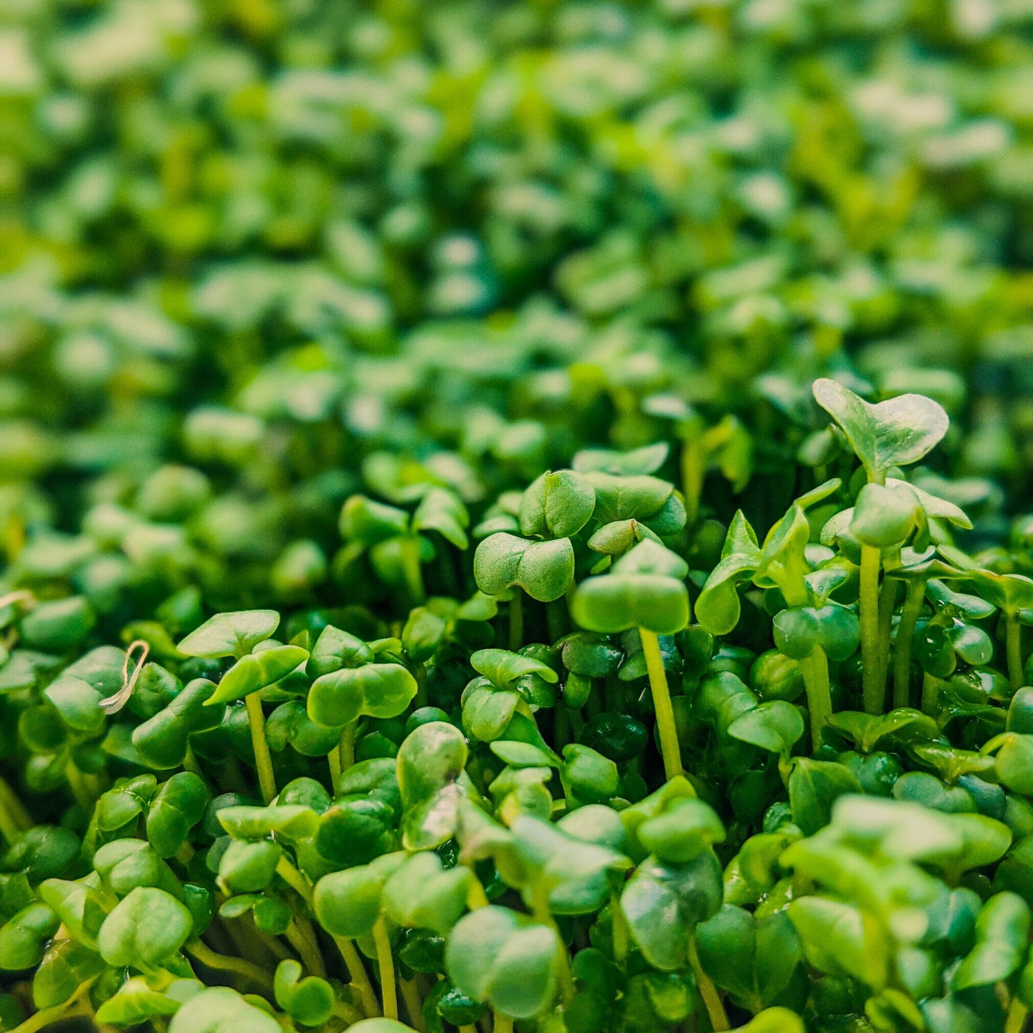 pexels-dmitriy-zub-8268854